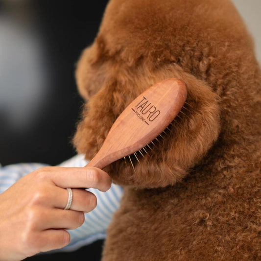 Tauro Pro Line Premium Birnholzbürste mit 27mm Edelstahlstiften - Größe S